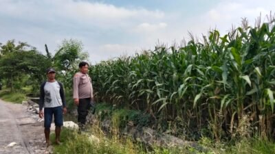 Polsek Prambon Pantau Tanaman Jagung Usia 75 Hari, Dukung Program Ketahanan Pangan
