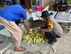 Polsek Krembung Dampingi Perawatan Jagung untuk Dukung Swasembada Pangan