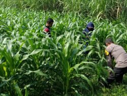Polisi dan Petani Tingkatkan Program Swasembada Jagung, Pantau Lahan Jagung Desa Kedungsukodani