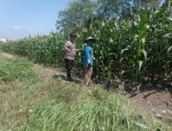 Optimalkan Ketahanan Pangan, Bhabinkamtibmas Polsek Candi Turun Langsung Pantau Pertumbuhan Jagung di Desa Durungbedug