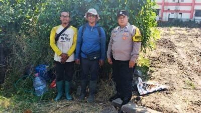 Ribuan Jagung Bertongkol, Polsek Sukun: Bukti Ketahanan Pangan Bisa Dimulai dari Gotong Royong