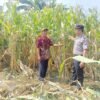 Wujud Ketahanan Pangan dari Kolaborasi Polisi dan Petani di Kecamatan Tarik
