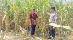 Wujud Ketahanan Pangan dari Kolaborasi Polisi dan Petani di Kecamatan Tarik