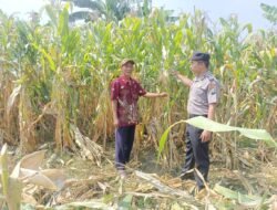 Wujud Ketahanan Pangan dari Kolaborasi Polisi dan Petani di Kecamatan Tarik