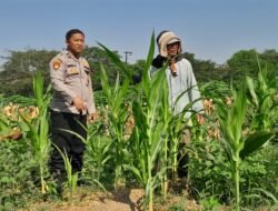 Polsek Krian Cek Pertumbuhan Jagung di Desa Junwangi, Sukseskan Swasembada Pangan