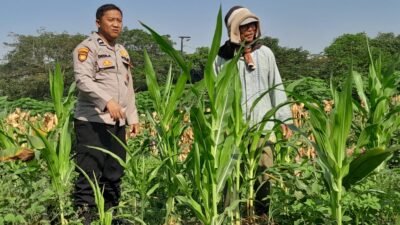 Polsek Krian Cek Pertumbuhan Jagung di Desa Junwangi, Sukseskan Swasembada Pangan