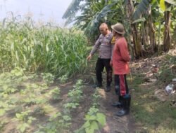 Polsek Buduran Dampingi Petani Kelola Jagung Hibrida, Wujudkan Swasembada Pangan
