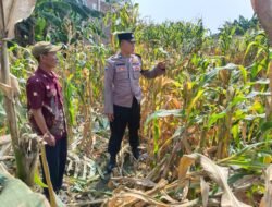 Polsek Tarik Pantau Pertumbuhan Jagung untuk Program Ketahanan Pangan