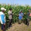 Polisi, TNI dan Petani Bersinergi Pantau Pertumbuhan Jagung di Desa Pesawahan Porong