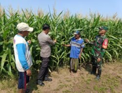 Polisi, TNI dan Petani Bersinergi Pantau Pertumbuhan Jagung di Desa Pesawahan Porong