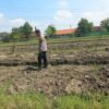 Bhabinkamtibmas Wonoayu Ajak Petani Optimalkan Lahan Jagung