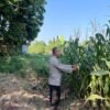 Bhabinkamtibmas Desa Prambon Kontrol Lahan Jagung, Sukseskan Ketahanan Pangan