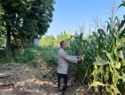 Bhabinkamtibmas Desa Prambon Kontrol Lahan Jagung, Sukseskan Ketahanan Pangan