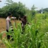 Polsek Krembung Apresiasi Sekolah Turut Dukung Ketahanan Pangan Melalui Tanaman Jagung