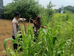 Polsek Krembung Apresiasi Sekolah Turut Dukung Ketahanan Pangan Melalui Tanaman Jagung