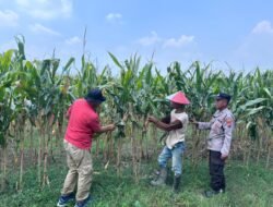 Polisi dan Petani Optimalkan Lahan Jagung di Prambon Demi Dukung Ketahanan Pangan