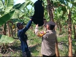 Polsek Rembang Pantau Pekarangan Pangan Bergizi Pisang Cavendish, Dukung Ketahanan Pangan Nasional