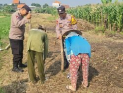 Polsek Candi Serahkan Bibit Jagung Hibrida Perkasa kepada Petani, Perkuat Ketahanan Pangan di Sidoarjo
