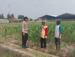 Motivasi Petani Desa Lebo, Polisi Pastikan Perkembangan Jagung Penuhi Swasembada Pangan