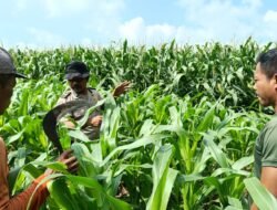 Polisi Bersama Petani di Balongbendo Kelola 21 Hektare Lahan Jagung Hibrida, Wujud Dukungan Ketahanan Pangan
