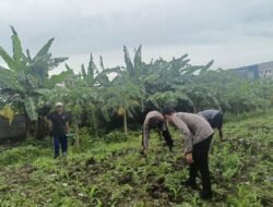 Polsek Waru Cek Perkembangan Tanaman Jagung di Desa Bungurasih