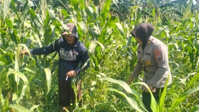Polsek Gedangan Masifkan Pendampingan Program Swasembada Pangan