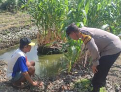 Polsek Sedati Pantau Perkembangan Tanaman Jagung di Desa Betro