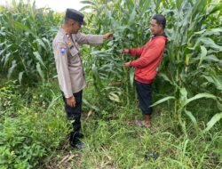 Polsek Tarik Dampingi Pengelolahan Tanaman Jagung di Desa Kemuning, untuk Ketahanan Pangan