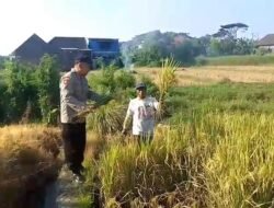 Bhabinkamtibmas Polsek Prigen Bersama Petani Rawat Lahan Padi Dukung Ketahanan Pangan Nasional