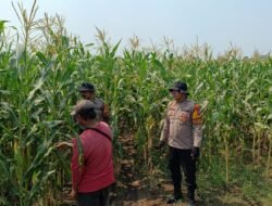 Polsek Balongbendo Dampingi Petani Rawat Jagung Hibrida Wujudkan Swasembada Pangan