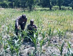 Bhabinkamtibmas Polsek Nongkojajar Tinjau Lahan Jagung P2B, Dukung Asta Cita Ketahanan Pangan