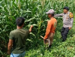 Sinergi Polisi dan Petani Kelola Lahan Jagung, Sukseskan Swasembada Pangan