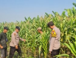Bhabinkamtibmas Polsek Candi Intensif Dampingi Petani, Pastikan Tanaman Jagung Tumbuh Optima