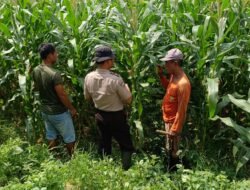 Polsek Balongbendo Dukung Swasembada Pangan, Optimalkan Perkembangan Tanaman Jagung Hibrida