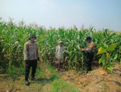Anggota Polsek Balongbendo Tinjau Tanaman Jagung Hibrida di Desa Singkalan, Dukung Swasembada Pangan 
