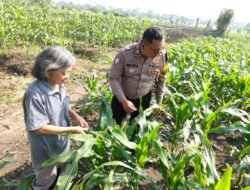 Polsek Taman Masifkan Patroli Ketahanan Pangan, Motivasi Petani Jagung