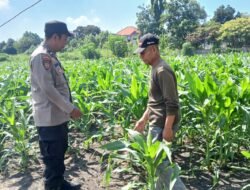 Bhabinkamtibmas Polsek Taman Patroli Lahan Jagung, Perkuat Dukungan Ketahanan Pangan