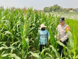 Polsek Tarik Dampingi Petani Jagung di Desa Kedungbocok, untuk Sukseskan Ketahanan Pangan