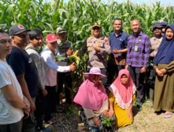 Dukung Swasembada Pangan, Kapolsek Balongbendo Cek Lahan Jagung Hibrida Siap Panen
