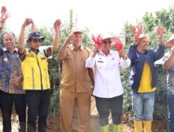 Panen Raya Cabai Lokal Siboras, Bupati Anton Dorong Varietas Unggulan Simalungun Tembus Pasar Lebih Luas