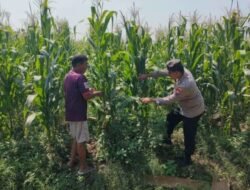 Wujudkan Swasembada Pangan, Polsek Sidoarjo Kota Dampingi Petani Jagung
