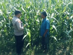 Bhabinkamtibmas Polsek Nongkojajar Perkuat Ketahanan Pangan Lewat Pendampingan Tanaman Jagung di Desa Pungging