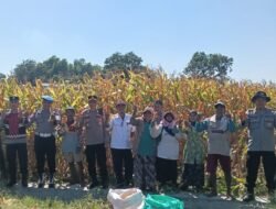 Polresta Sidoarjo Dorong Swasembada Pangan, Berhasil Panen Raya Jagung Hibrida di Porong