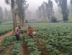 Bhabinkamtibmas Polsek Tosari Intensif Dampingi Petani Kentang Dukung Ketahanan Pangan Nasional