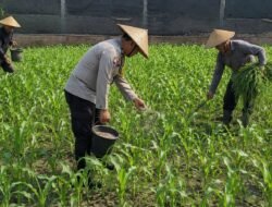 Bhabinkamtibmas Polsek Pasrepan Ikut Awasi Perkembangan Tanaman Jagung Warga