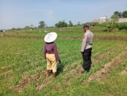 Optimistis Panen Bagus, Bhabinkamtibmas Laporkan Tanaman Jagung di Gunting Tumbuh Subur