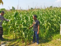 Polsek Prambon Pantau Tanaman Jagung Dukung Program Ketahanan Pangan
