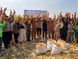 Panen Jagung Kuartal III di Kecamatan Balongbendo, Sukses dan Membara