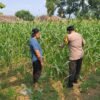 Bhabinkamtibmas Polsek Rembang Pantau Lahan Jagung Warga Dukung Asta Cita Ketahanan Pangan
