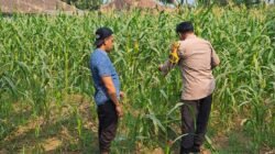 Bhabinkamtibmas Polsek Rembang Pantau Lahan Jagung Warga Dukung Asta Cita Ketahanan Pangan